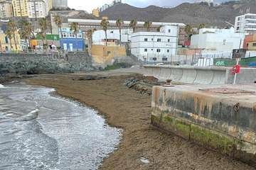 El alga invasora que está haciendo estragos en la zona del Estrecho de Gibraltar llega a la costa de Gran Canaria/TA.